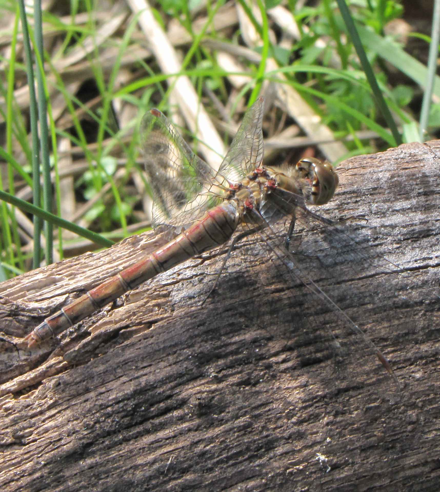 libellula da determinare - Simpetrum striolatum (femmina)